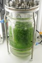 02 Sphagnum_palustre_Bioreactor.jpg